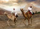 Скачки на верблюдах в Кадале, Оман