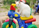 Белый котенок на игрушечном мотоцикле