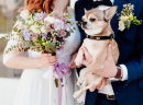 Милый пес на свадьбе