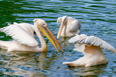 Стая пеликанов, ловящих рыбу в озере