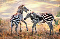 Дикие зебры на африканской равнине