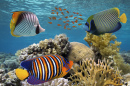 Тропические рыбы у кораллового рифа