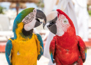 Попугаи Ара, Канкун, Мексика
