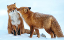 Рыжие лисицы