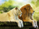Отдыхающие лев и львица