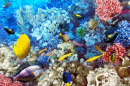 Кораллы и рыбы в Красном море, Египет