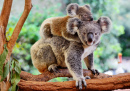 Мама коала с детёнышем