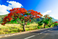 Огненные деревья, остров Маврикий