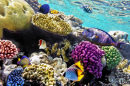 Коралл и тропические рыбы