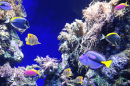 Подводная сцена с тропической рыбой