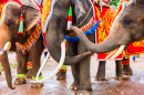 Украшенные слоны в Таиланде