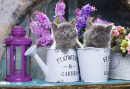 Цветы и котята