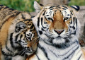 Сибирский тигр с детенышем