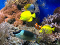 Разноцветные рыбы и кораллы