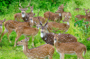 Аксисы, национальный парк Бандипур