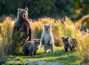 Самка аляскинского бурого медведя с медвежатами