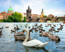 Карлов мост и лебеди, Прага