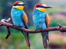 Пара красочных птиц
