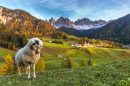 Одинокая овечка, Санкт Маддалена, Италия