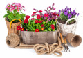 Весенние цветы и садовые инструменты