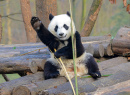 Большая панда, Чэнду, Китай