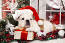 Рождественский  щенок бульдога