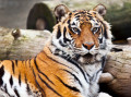 Бенгальский тигр