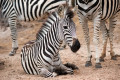 Семья зебр в Кении