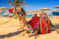 Верблюд Хургады, Египет