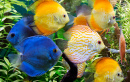 Разноцветные рыбы в аквариуме