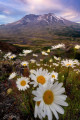 Shasta Daisies