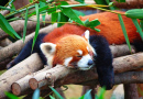 Спящая на дереве красная панда
