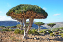Драконово дерево, остров Сокотра, Йемен
