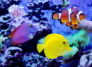 Рифовый аквариум