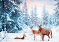 Семья благородных оленей в зимнем лесу