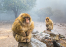 Берберские обезьяны в Марокко