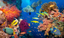 Коралловый риф и рыба в Красном Море, Египет