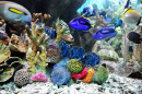 Разноцветный коралловый риф
