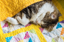 Завернутый в одеяло котик