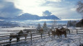 horses and snow