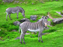 Зебры в национальном парке