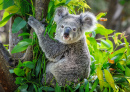Симпатичный коала