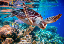 Морская черепаха на Мальдивах