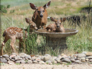 deer and fountain