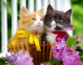 Котята в корзине с цветами