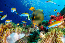Коралловый риф и рыба