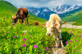 Коровы на горном пастбище
