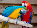 Красный и сине-жёлтый ара