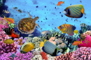 Коралловый риф с рыбками и морской черепахой