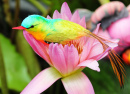 Птица на цветке лотоса